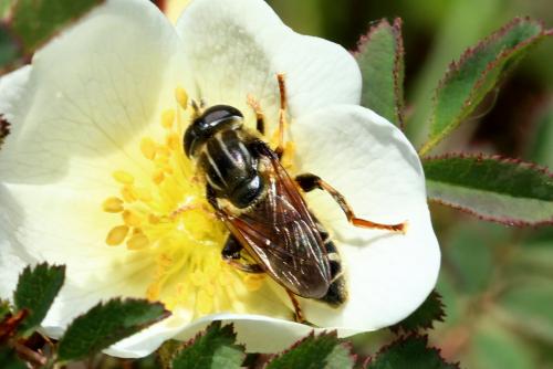 Réf. 195 230 : Merodon avidus